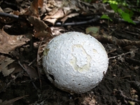 Monte_Fior_di_Cosimo - Calvatia_excipuliformis_20110605 008.jpg